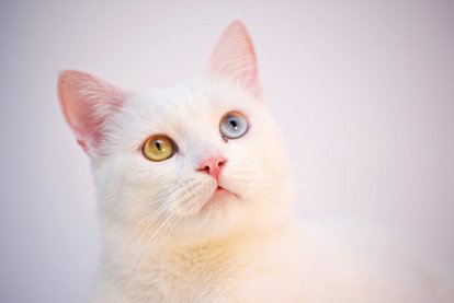 photo de chat