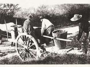 Photo d'un groupe de personne en travail agricole à Saint-Christophe