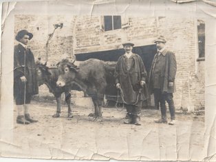Photo d'un groupe de travailleurs avec un vache à Saint Christophe propiété naudou
